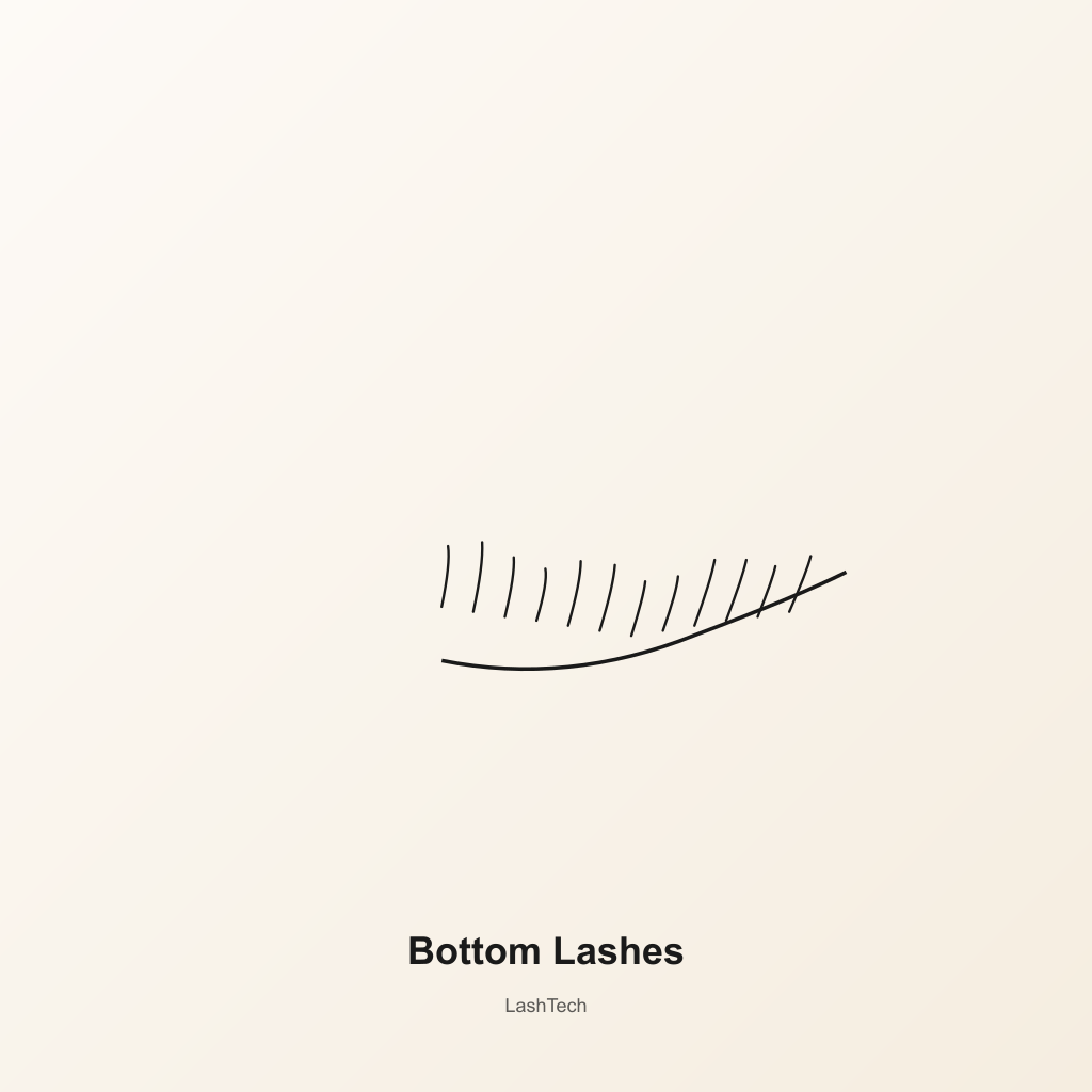 Bottom Lashes — development preview image